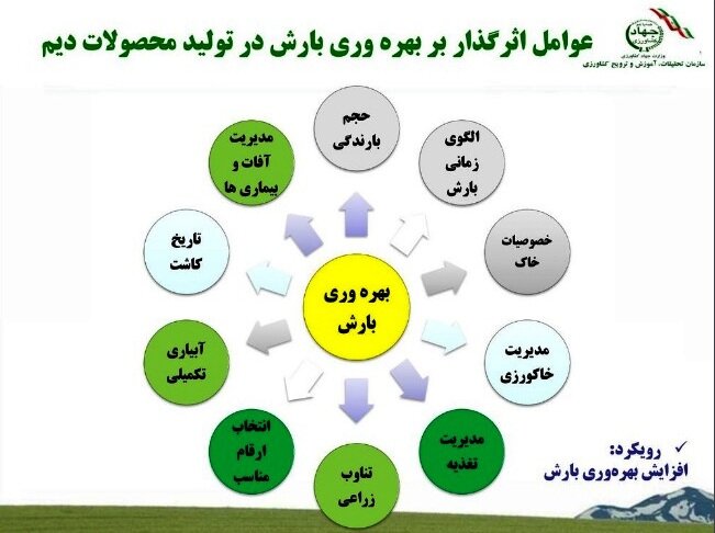 محصولات دیم نقش مهمی در امنیت غذایی کشور دارند