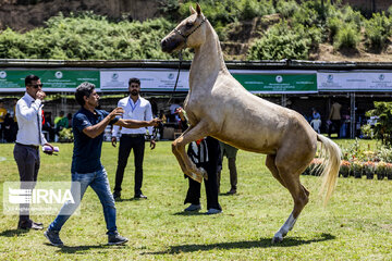 جشنواره ملی زیبایی اسب اصیل ترکمن در گنبدکاووس برگزار می‌شود