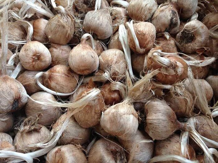 زعفران، طلای سرخ وامنان؛ از دل زمینهای کمبازده تا چرخش چرخ اقتصاد روستا