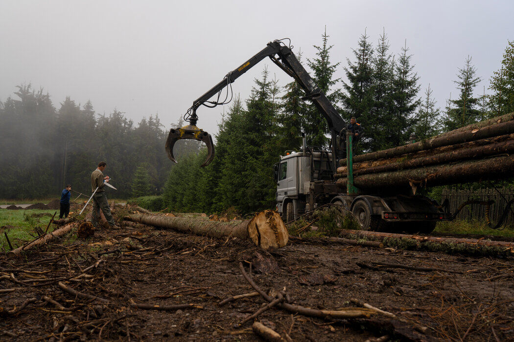 نیویورک تایمز: اروپا جنگل‌های قدیمی خود را فدای انرژی می‌کند