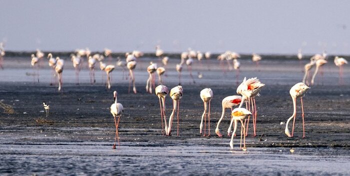 همافزایی تنها راه نجات دریاچه ارومیه