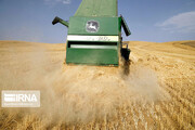 نرخ مناسب خرید گندم موجب افزایش تولید در سال زراعی جدید می‌شود