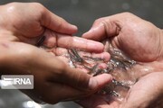 ۴۰ هزار قطعه بچه ماهی در منابع آبی لرستان رهاسازی شد