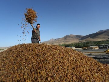 ۱۰۰ تن کشمش از باغداران مروست یزد خریداری شد 