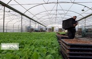 مرکز خدمات کشاورزی غیر دولتی در کوهین راه اندازی شد
