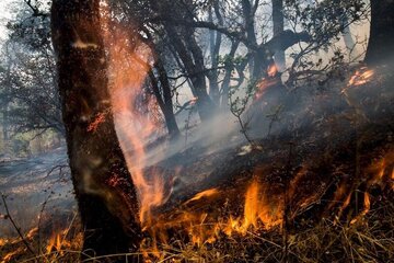 آتش سوزی در جنگل‌های ماضی‌بن سروآباد مهار شد