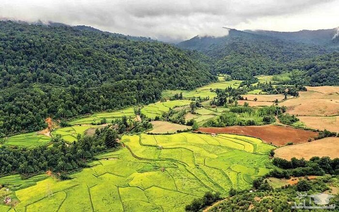 جنگلخواری فصل غمانگیز جنگلهای شمال/ آمایش سرزمین نیاز ضروری برای حفظ این سرمایه ملی