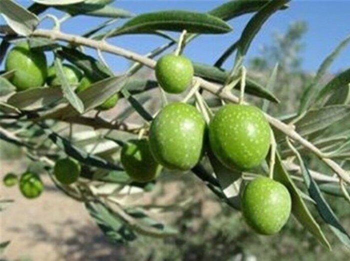 تولید سالانه ۱۰۰ هزار اصله نهال زیتون در قزوین