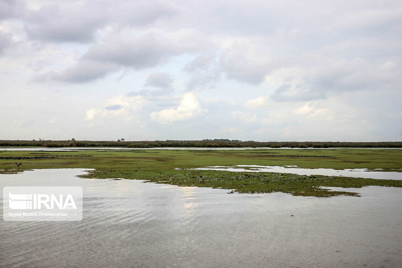 احیای تالاب بینالمللی «قوپی باباعلی» مهاباد نیازمد تامین اعتبار احیای تالاب بینالمللی «قوپی باباعلی» مهاباد نیازمد تامین اعتبار
