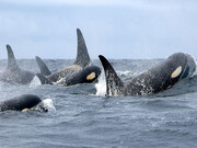 حمله گروهی نهنگ‌های قاتل برای شکار فُک + فیلم 