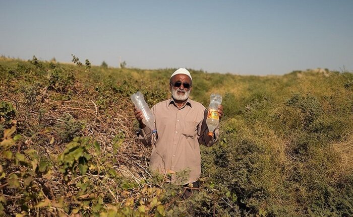 سرباز کردن زخم "سفیدک" در جلگه سیوکانلو