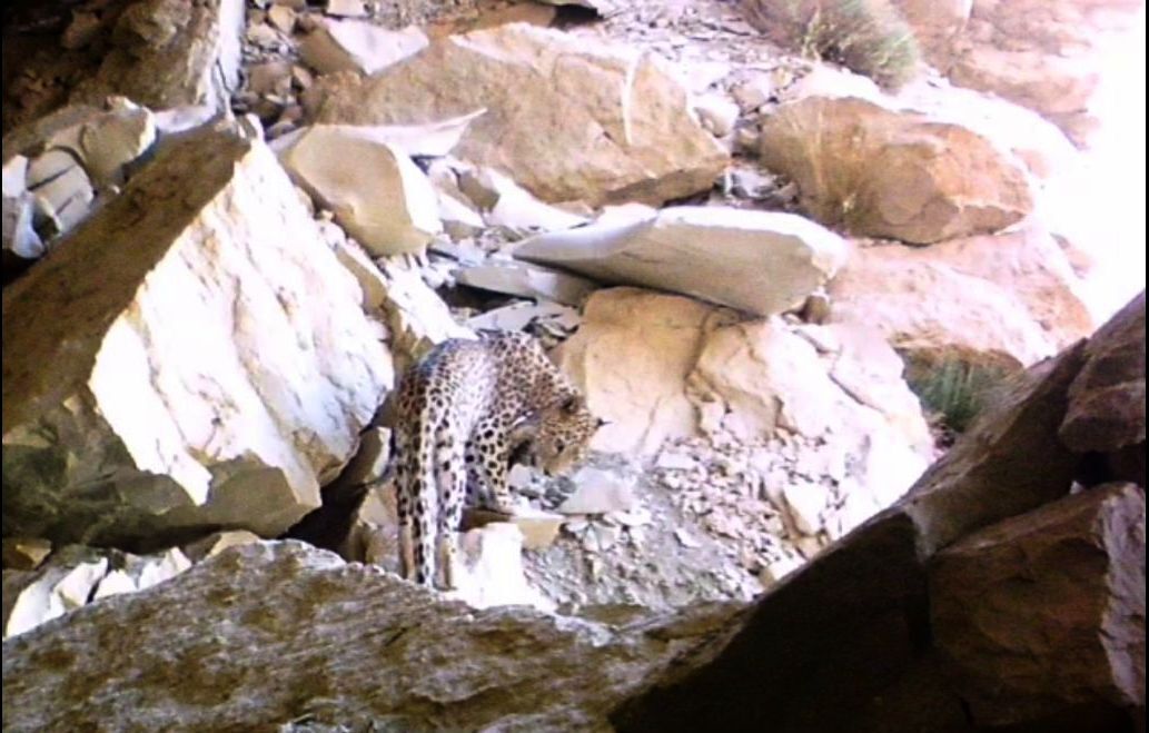 Nouvelles images de léopard iranien au sud-ouest de l’Iran