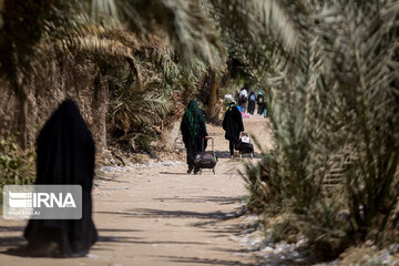 Karbala : Le chemin des Uléma à travers des palmiers-dattiers