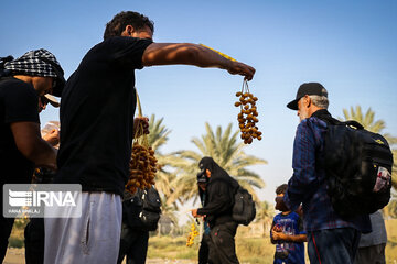 Karbala : Le chemin des Uléma à travers des palmiers-dattiers