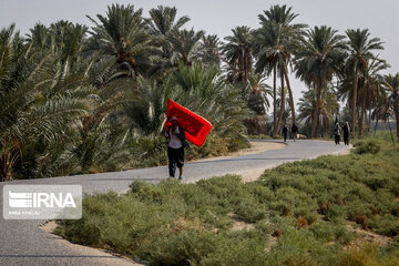 Karbala : Le chemin des Uléma à travers des palmiers-dattiers