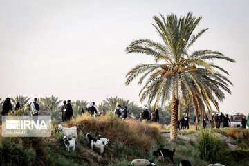 Karbala : Le chemin des Uléma à travers des palmiers-dattiers