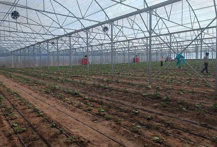 کشت گیاهان کم آببر، گامی عملی برای پایداری کشاورزی دشت قزوین