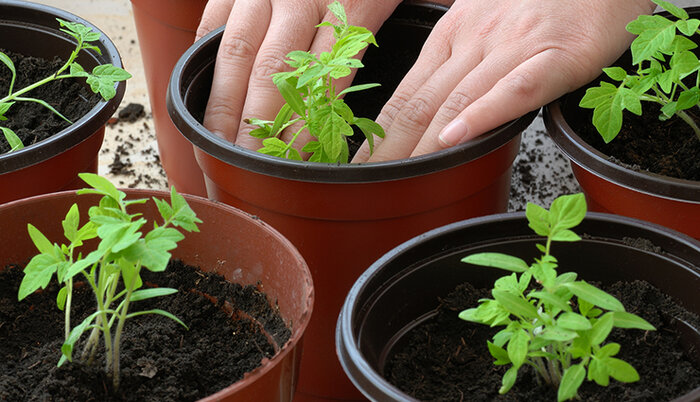 در زمستان با این ترفندها گلدانها را حفظ کنید
