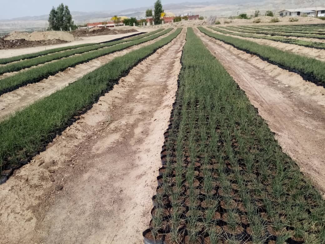 تحقق وعده سفر استانی دولت؛ ۵۰۰ هزار نهال برای مقابله با بیابانزدایی در گلستان تولید میشود تحقق وعده سفر استانی دولت؛ ۵۰۰ هزار نهال برای مقابله با بیابانزدایی در گلستان تولید میشود