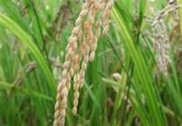 برداشت برنج در خداافرین آغاز شد