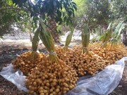 برداشت محصول نوبرانه خارک از نخلستان‌های بوشهر آغاز شد
