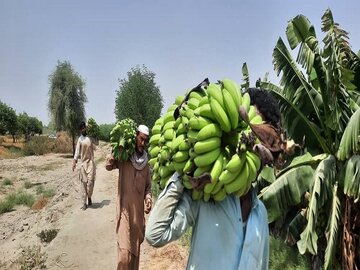 برداشت موز در سیستان و بلوچستان از مرز ۱۷۵ هزار تن گذشت