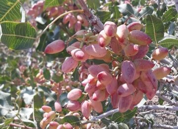 ۵۰ درصد محصول پسته مرغوب جیرفت از بین رفت