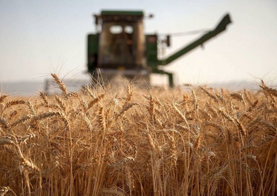 تحویل گندم و کلزا به تعاون روستایی گلستان ۴۶ درصد رشد داشت/ تامین ۵۰ درصد گندم بذری کشاورزان گلستان