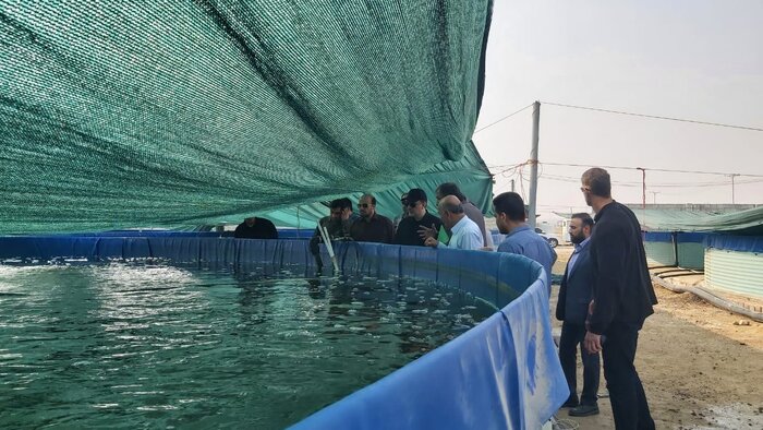 بهره برداری از ۶۶ مخزن پرورش میگو فوق متراکم در قشم آغاز شد