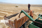 خرید گندم در استان اردبیل ۵۰ درصد افزایش یافت