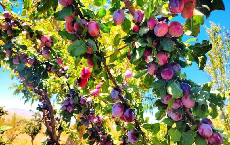 پیشبینی برداشت پنج هزار تن آلو در تربتحیدریه پیشبینی برداشت پنج هزار تن آلو در تربتحیدریه