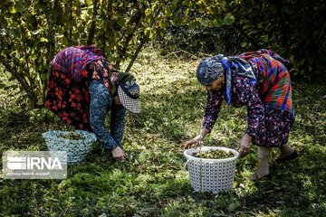 افزایش ۱۵ درصدی برداشت فندق در گیلان