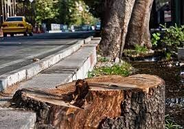 جریمه ۱۱۷ میلیارد تومانی خشک کردن عمدی درختان خیابان ولیعصر (عج)