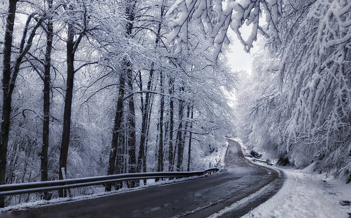 زیباترین جاده جنگلی جهان در غرب مازندران نیازمند امکانات رفاهی و خدماتی مناسب 4