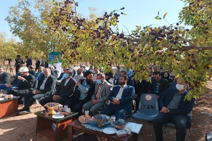 سهم ۹۷ درصدی تولید و فرآوری یک چهارم عناب در خراسان جنوبی