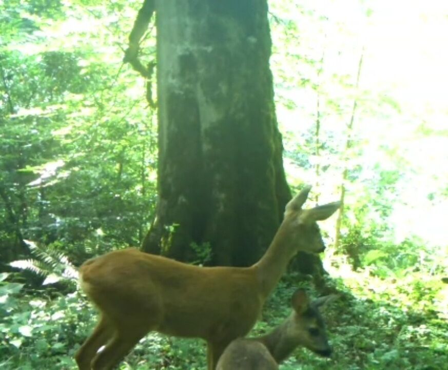شوکا و فرزندش اینبار در جنگلهای املش گیلان شوکا و فرزندش اینبار در جنگلهای املش گیلان