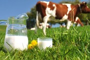 تولید سالانه ۱۱.۷ میلیون تن شیر خام در کشور