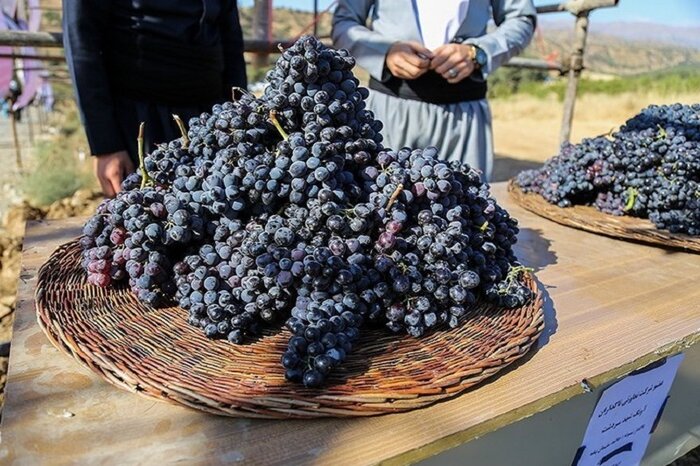 برداشت انگور سیاه از تاکستان‌های سردشت آغاز شد