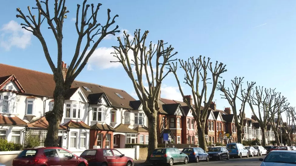 تأثیر تغییر اقلیم بر سلامت درختان شهری