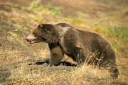 تشکیل پرونده قضایی برای عاملان اتلاف خرس قهوه‌ای در شهرستان انگوت