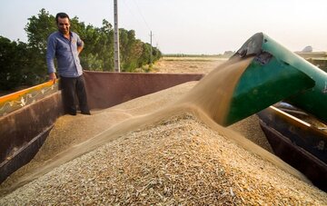 خرید تضمینی گندم در کردستان ۱۳ درصد رشد یافت