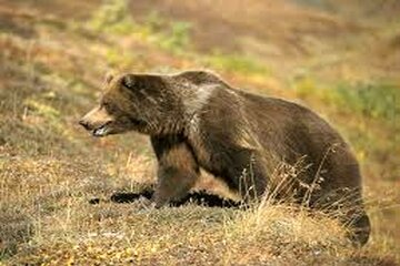 خرس، کارگر باغ وحش صفه اصفهان را از پای در آورد