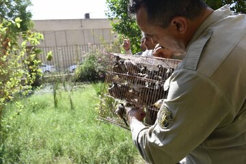 کشف یک هزار بلبل خرما از متخلفان شکار در خوزستان