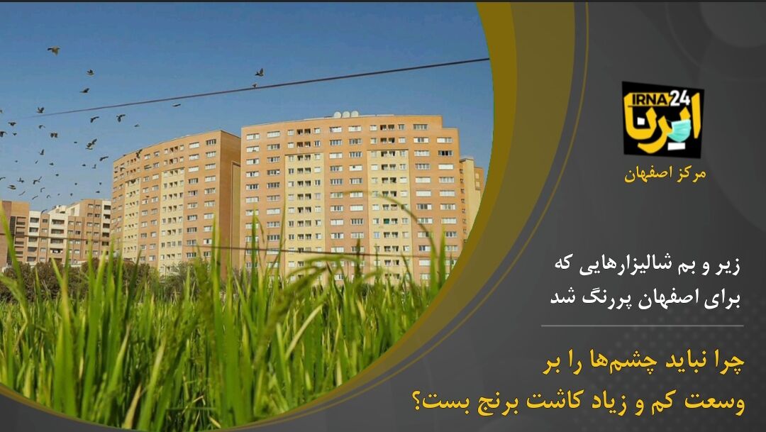 زیر و بم شالیزارهایی که برای اصفهان پررنگ شد