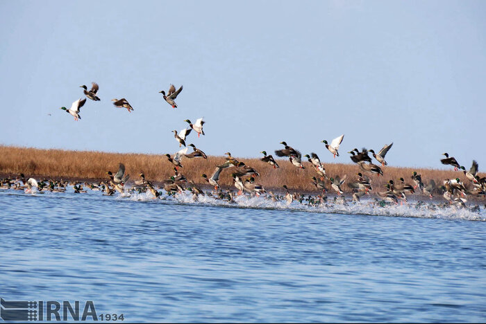 رهاورد سفر رئیس جمهور به مازندران/تالاب بین المللی میانکاله درمسیر احیا و شکوفایی