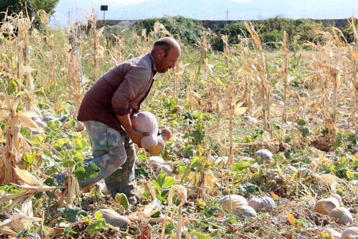 آغاز عملیات برداشت کدو حلوایی از جالیزهای شهرستان مشگینشهر