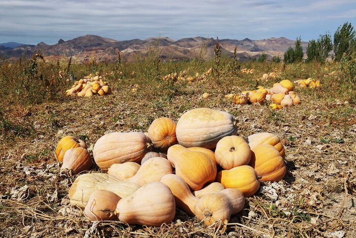 آغاز عملیات برداشت کدو حلوایی از جالیزهای شهرستان مشگینشهر