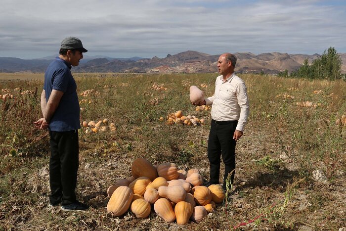 آغاز عملیات برداشت کدو حلوایی از جالیزهای شهرستان مشگینشهر
