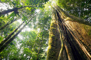 افزایش گرما در جنگل‌های استوایی به مرگ درختان می انجامد