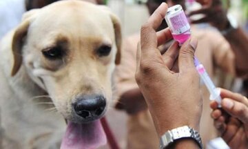 ۲۸ هزار قلاده سگ صاحبدار در خراسان رضوی واکسینه شدند